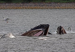 Humpback whales with wide open mouths