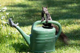 Squirrel standing on watering can looking from the front