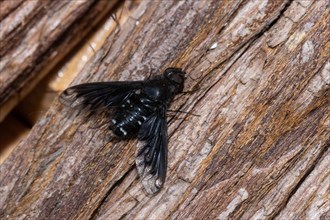 Mourning hoverer with open wings sitting on tree trunk looking right