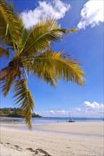 Single palm tree on the beach of Andilana