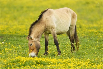 Przewalski's horse