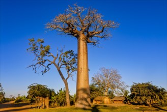 Avenue de Baobabs near Morondavia