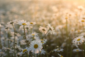 Marguerite daisies on meadow at sunset. Spring flower