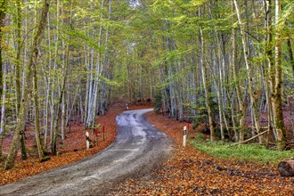 Small road through beech forest in autumn