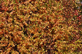 Leaves of birch
