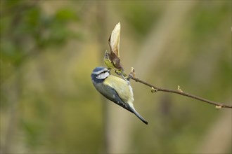 Blue tit