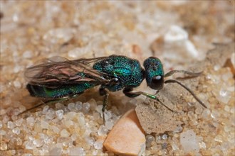 Blue gold wasp sitting on sand right looking