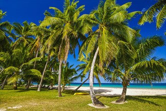 Palm trees on a white sand beach on the Island Ile Sainte-Marie although Nosy Boraha