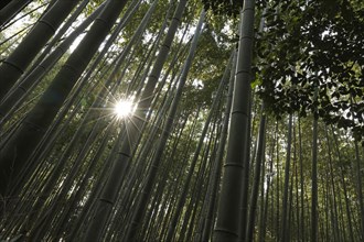 Bamboo trunks backlit with sun star in the Arashiyama Bamboo Forest in Kyoto