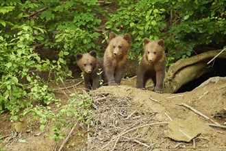 Three young European european brown bear