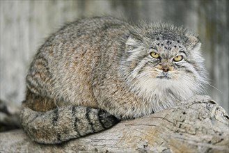 Manul or Pallas' cat