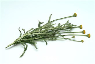 Medicinal plant Holy herb