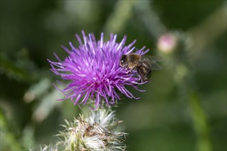 Bee sucking nectar