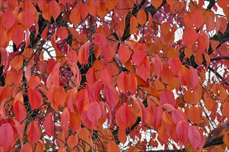 Red autumn leaves of the cultivar ornamental apple coccinella