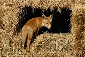 Young red fox