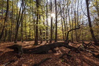 Beech trees in autumn forest