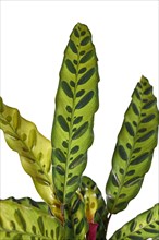 Leaf of tropical Calathea Lancifolia plant