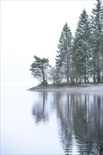 Snow-covered trees at the edge of the lake in the fog