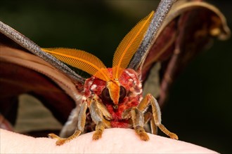 Atlas silkmoth moth head portrait with antennae looking from the front