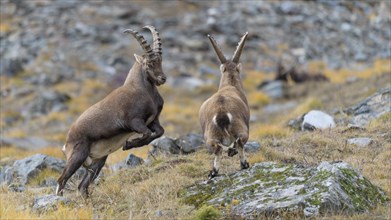 Alpine ibex