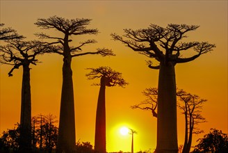 Backlight of the Avenue de Baobabs at sunset near Morondavia