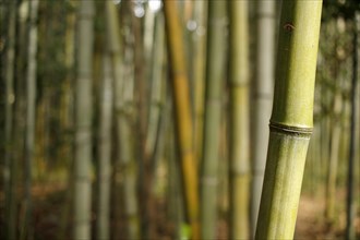 Close-up of a bamboo trunk in the Arashiyama bamboo forest in Kyoto