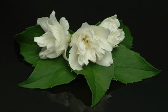 True common jasmine