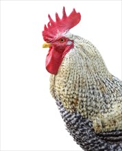 Beautiful farmyard rooster in clipping on white background. Alsace