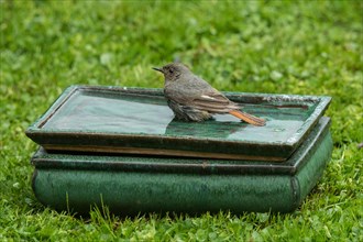 House Redstart standing in table with water left looking