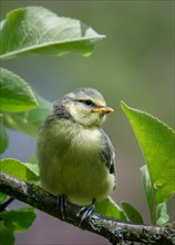 Portrait of a beautiful bright little blue tit sitting on a branch in spring garden and sings