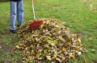 Man sweeping leaves in autumn