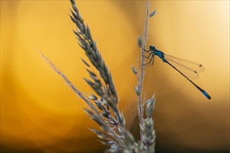 Blue-tailed damselfly