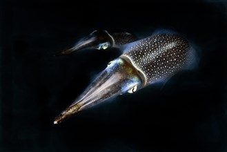 Night photograph of pair of bigfin reef squid