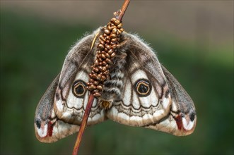 Female small emperor moth