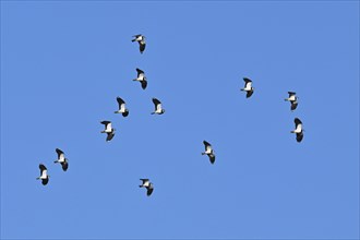 A group of northern lapwings
