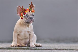 Small fawn French Bulldog dog puppy wearing a seasonal Christmas reindeer antler headband sitting in front of gray wall with empty copy space