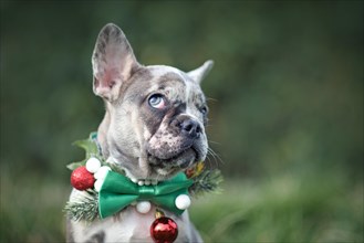 Funny merle colored French Bulldog dog puppy wearing seasonal Christmas collar with green bow tie on blurry background with copy space
