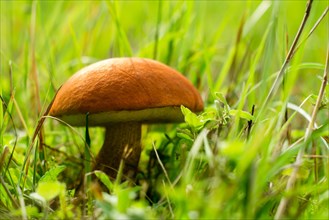 Mushroom in grass