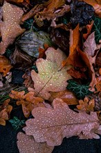 Oak leaves covered with water drops on the forest floor in autumn