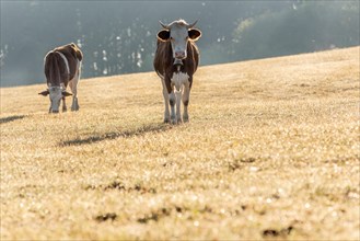 Cows in the pasture in the morning. Montbeliarde cow in the Jura Mountains in France