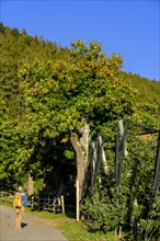 Hikers on the Chestnut Experience Trail