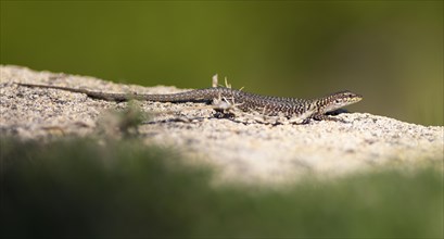 Tyrrhenian wall lizard