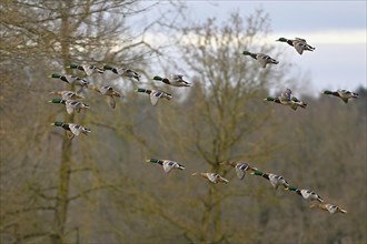 A group of Mallard