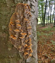 Tree fungus on a beech trunk