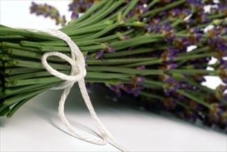 True lavender or narrow-leaved lavender