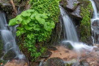 Small waterfall of fresh water amidst the lush vegetation in the mountains. Vosges