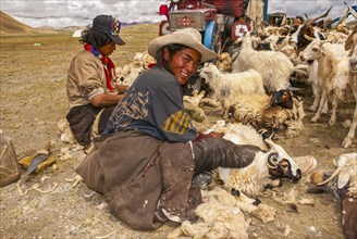 Tibetan shepards shaving sheeps along the road from Tsochen to Lhasa