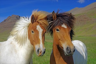 Icelandic horses with different coloured manes