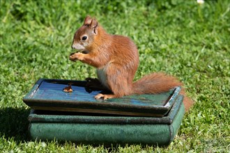 Squirrel holding nut in hands standing on table with water in green grass looking left