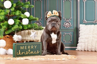 Black French Bulldog dog wearing ribbon headband next to Christmas tree